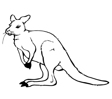 Cute Kangaroo Coloring Page